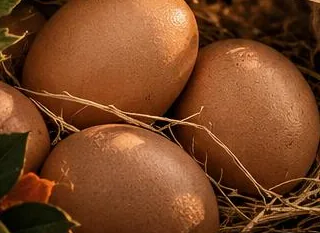 Brown farm eggs resting in a nest of straw