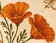 Orange California poppies, the California state flower